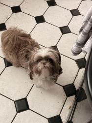 Lost Male Dog last seen 2nd st and Hubbard, San Fernando, CA 91340