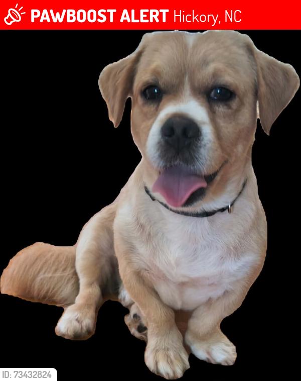 Lost Male Dog last seen N Center st.., Hickory, NC 28601