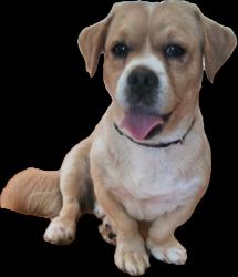 Lost Male Dog last seen N Center st.., Hickory, NC 28601