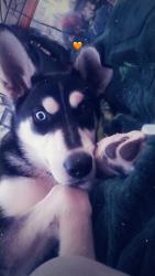 Lost Female Dog last seen Martin road, Amarillo, TX 79111