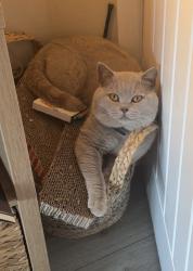 Lost Male Cat last seen Tarquin Drive, Bryn Cwnin Road, Gypsy Lane, Denbighshire, Wales LL18 4UG