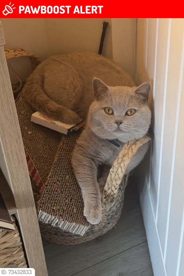 Lost Male Cat last seen Tarquin Drive, Bryn Cwnin Road, Gypsy Lane, Denbighshire, Wales LL18 4UG