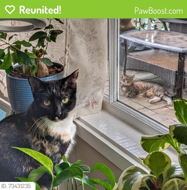 Reunited Female Cat last seen 7th and Lighthouse, Pacific Grove, CA 93950