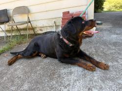 Reunited Male Dog last seen Plantation Rd & Hunters Cove, Lawrenceville, GA 30044