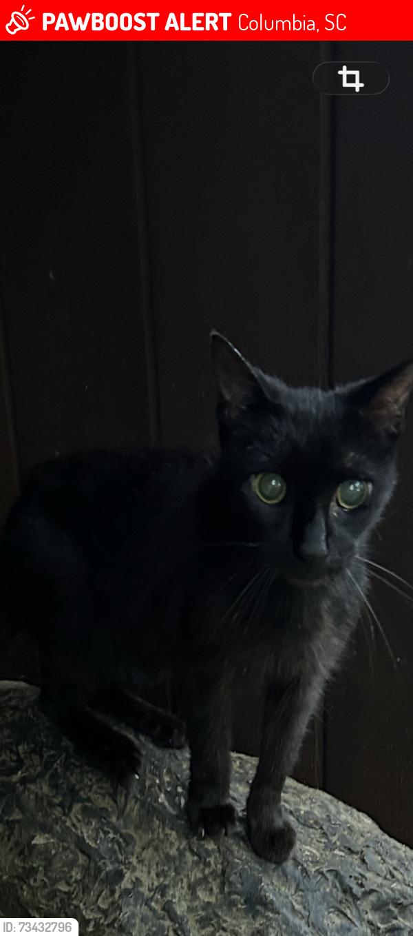 Lost Female Cat last seen Skii Lane and, Columbia, SC 29206