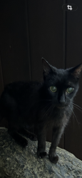 Lost Female Cat last seen Skii Lane and, Columbia, SC 29206