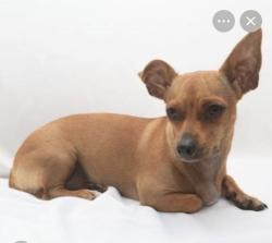 Found/Stray Male Dog last seen Guadalupe and Velero, Gilbert, AZ 85233