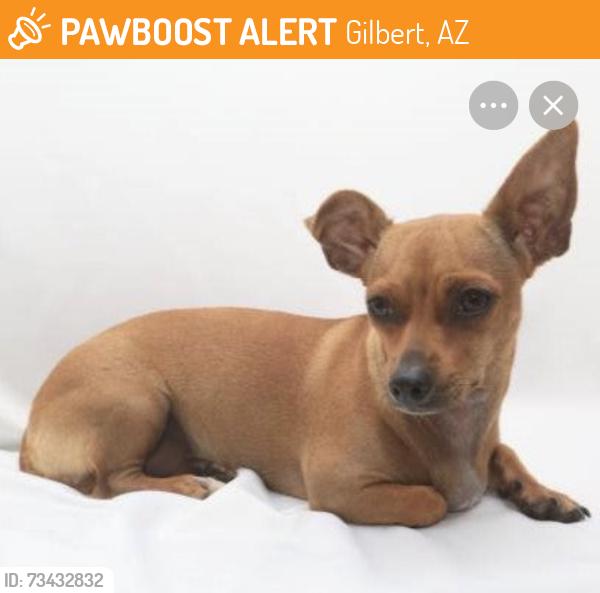 Found/Stray Male Dog last seen Guadalupe and Velero, Gilbert, AZ 85233