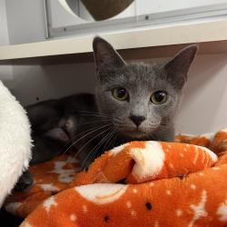 Shelter Stray Female Cat last seen , Animal Care & Control Team of Philly, 111 W Hunting Park Ave, Philadelphia, PA 19140, USA