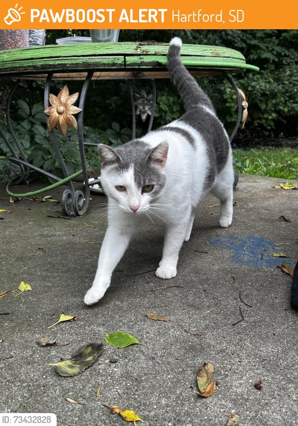 Found/Stray Female Cat last seen W 6th st and Bernadine pl, Hartford, SD 57033