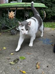Found/Stray Female Cat last seen W 6th st and Bernadine pl, Hartford, SD 57033