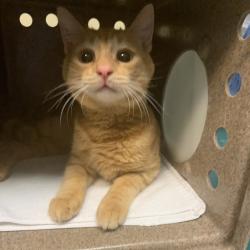 Shelter Stray Male Cat last seen , 361 S Raymond Ave, Pasadena, CA 91105, USA