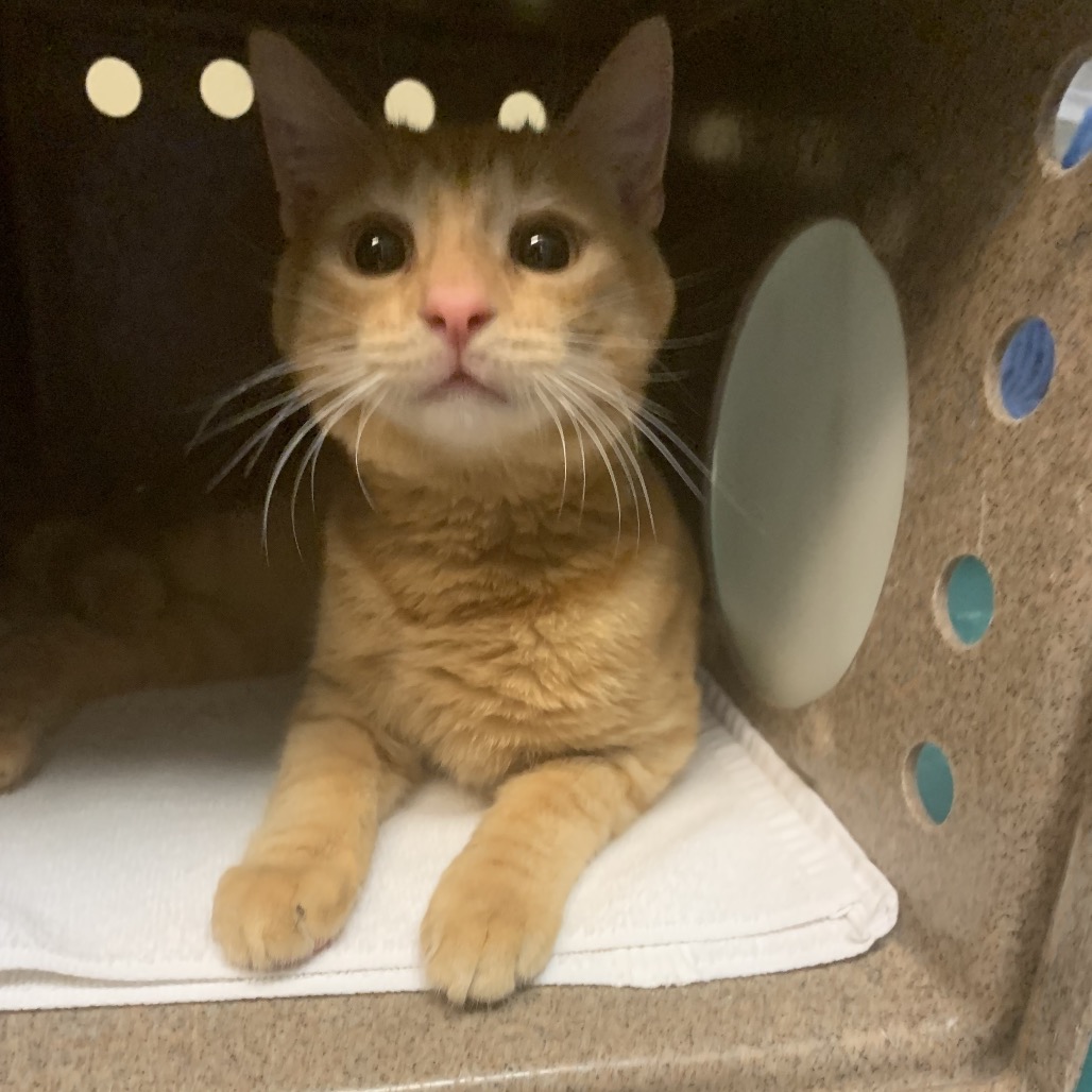 Shelter Stray Male Cat last seen , 361 S Raymond Ave, Pasadena, CA 91105, USA