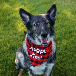 Shelter Stray Female Dog last seen , 361 S Raymond Ave, Pasadena, CA 91105, USA