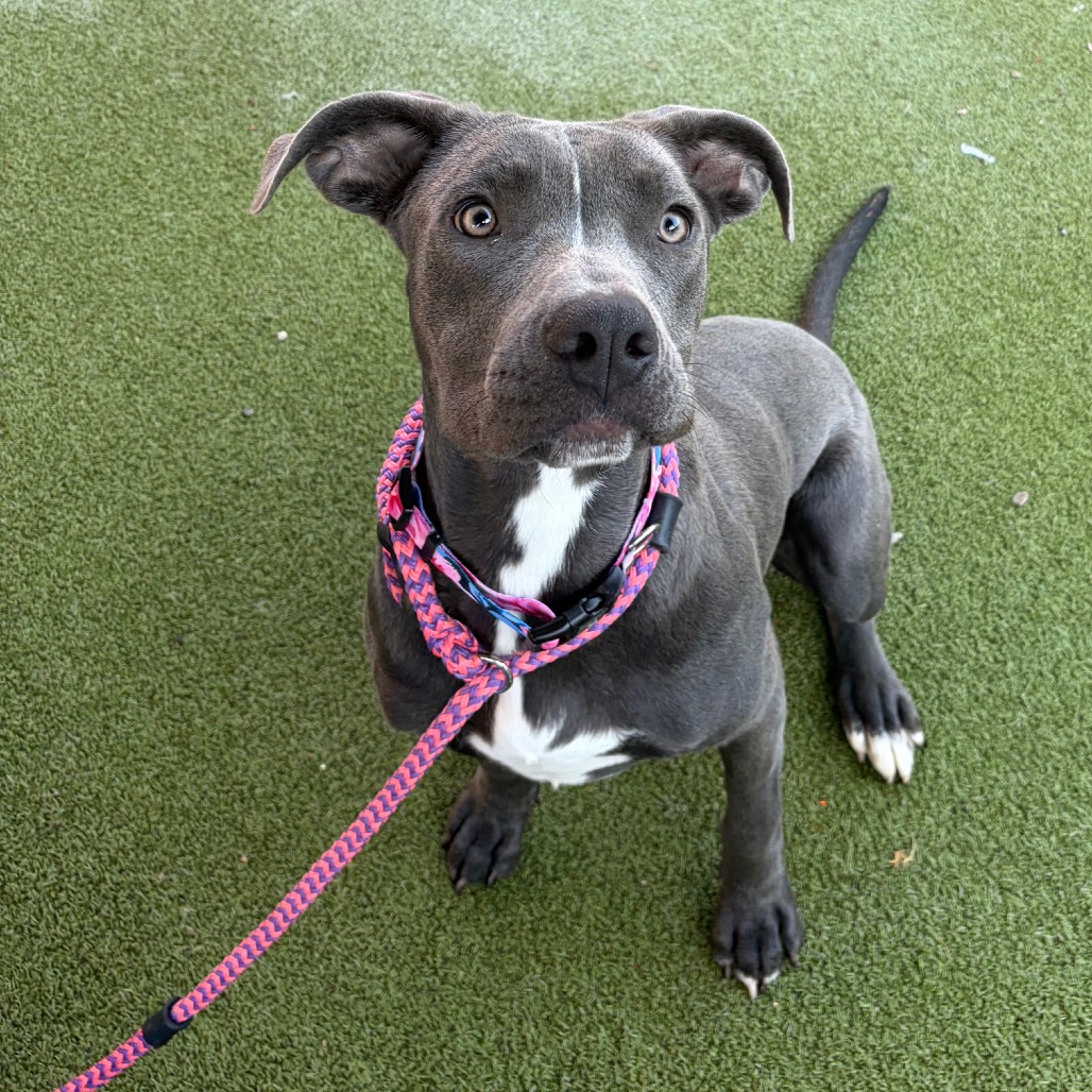 Shelter Stray Female Dog last seen , 361 S Raymond Ave, Pasadena, CA 91105, USA
