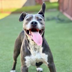 Shelter Stray Male Dog last seen , 361 S Raymond Ave, Pasadena, CA 91105, USA