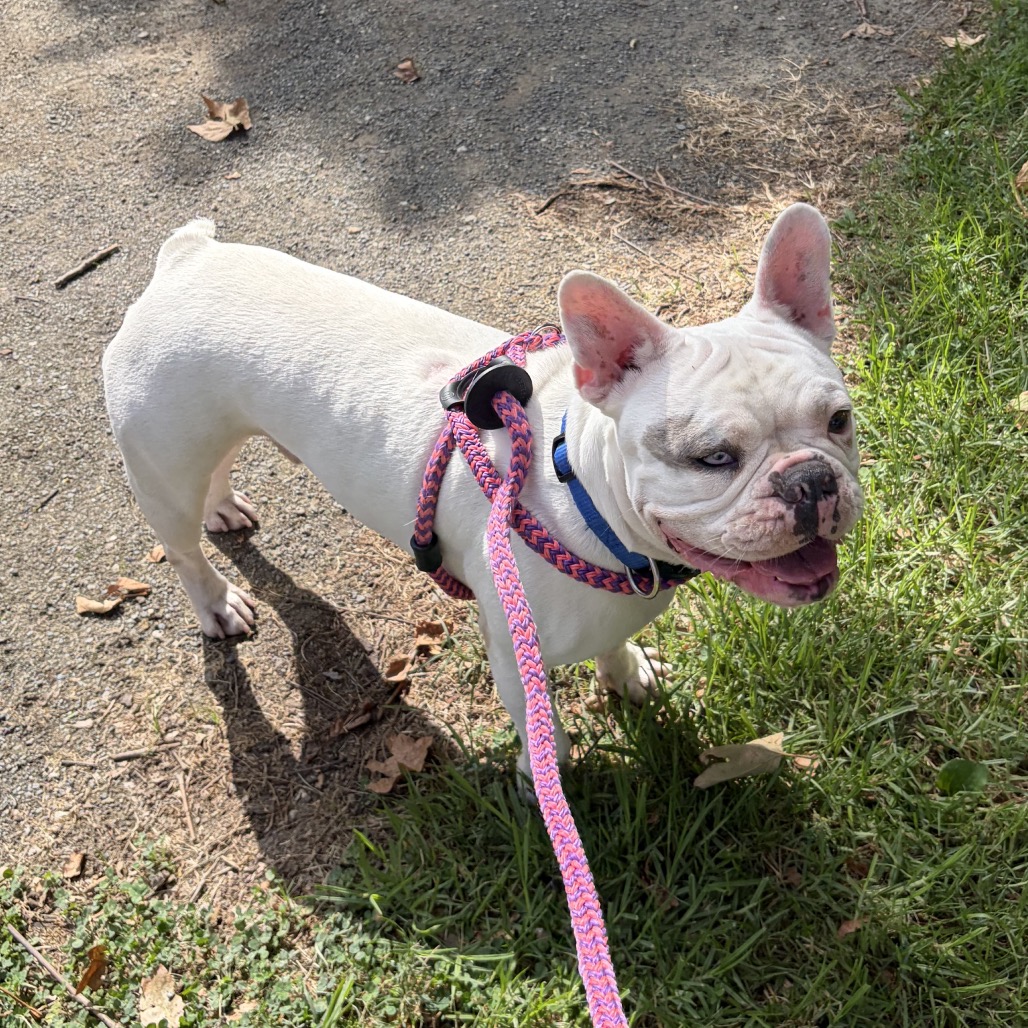 Shelter Stray Male Dog last seen , 361 S Raymond Ave, Pasadena, CA 91105, USA