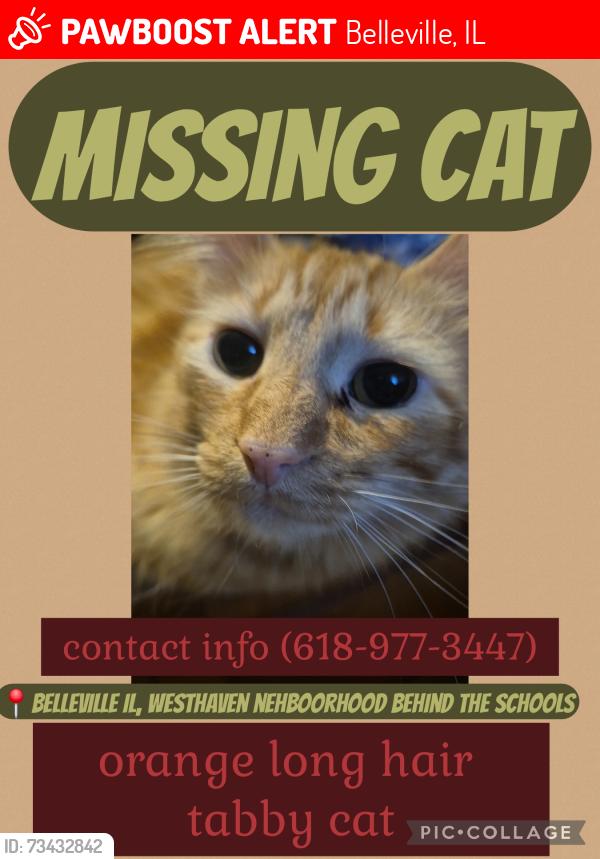 Lost Male Cat last seen Westhaven school rd, Belleville, IL 62220