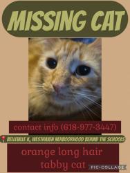 Lost Male Cat last seen Westhaven school rd, Belleville, IL 62220