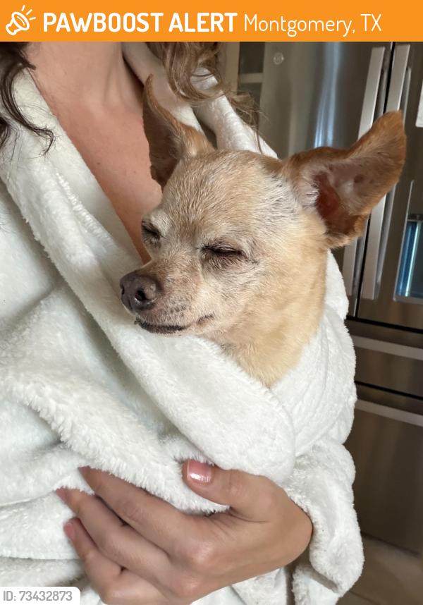 Found/Stray Female Dog last seen Lone star pkwy, Montgomery, TX 77356