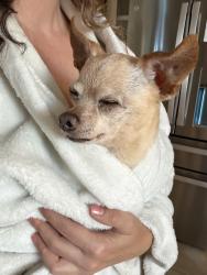 Found/Stray Female Dog last seen Lone star pkwy, Montgomery, TX 77356