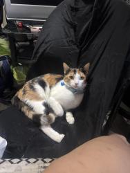 Lost Female Cat last seen manna cuisine, London, ON 
