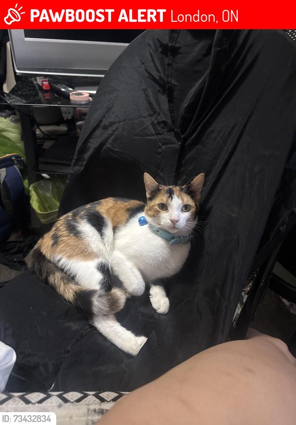 Lost Female Cat last seen manna cuisine, London, ON 
