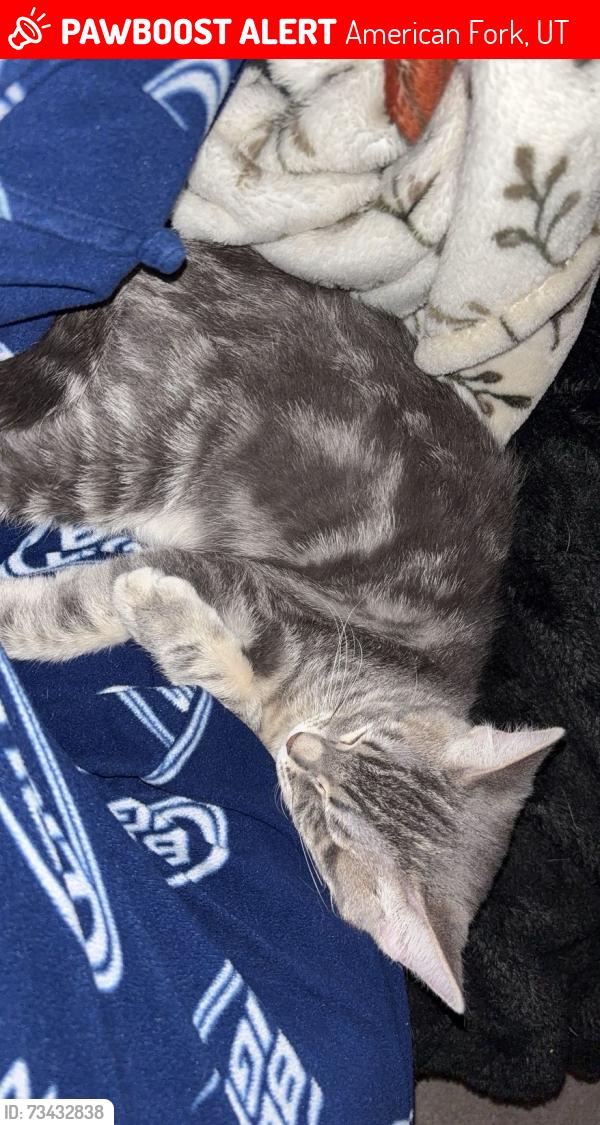 Lost Female Cat last seen The sage, American Fork, UT 84003