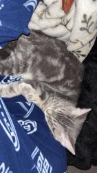 Lost Female Cat last seen The sage, American Fork, UT 84003