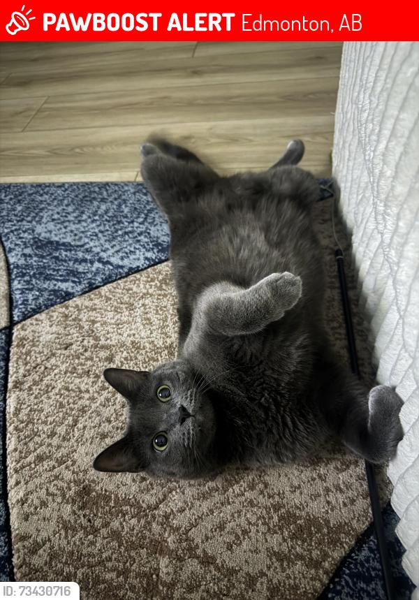 Lost Female Cat last seen Near St & 105 Ave, Edmonton, AB 