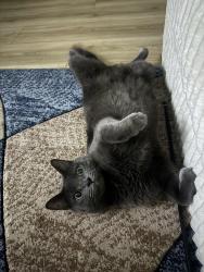 Lost Female Cat last seen Near St & 105 Ave, Edmonton, AB 
