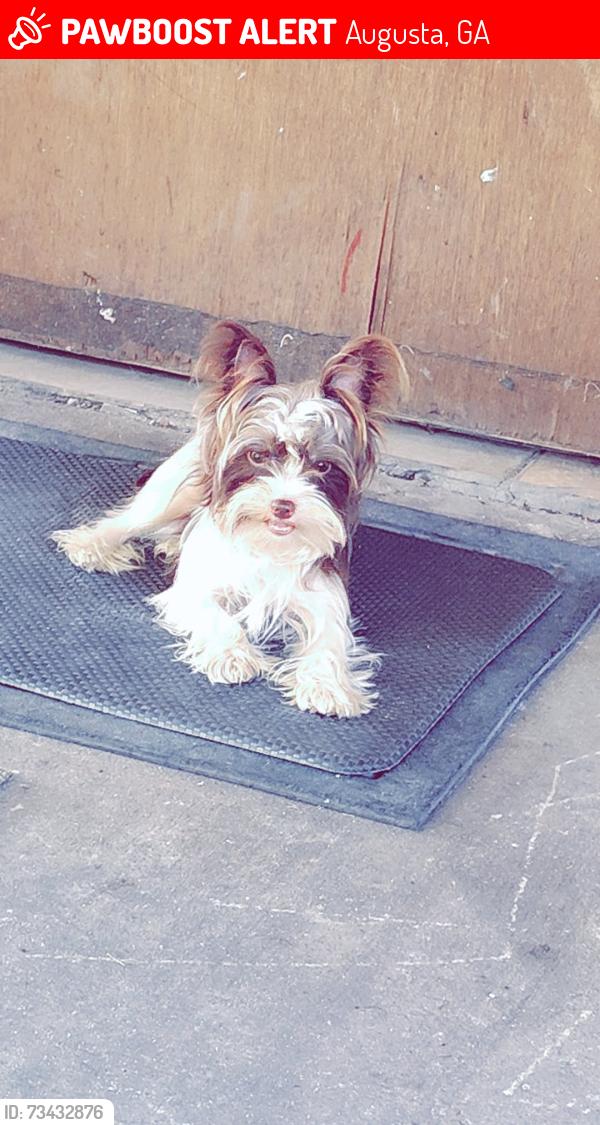 Lost Male Dog last seen Walgreens peach orchard rd, Augusta, GA 30812