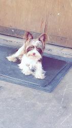 Lost Male Dog last seen Walgreens peach orchard rd, Augusta, GA 30812