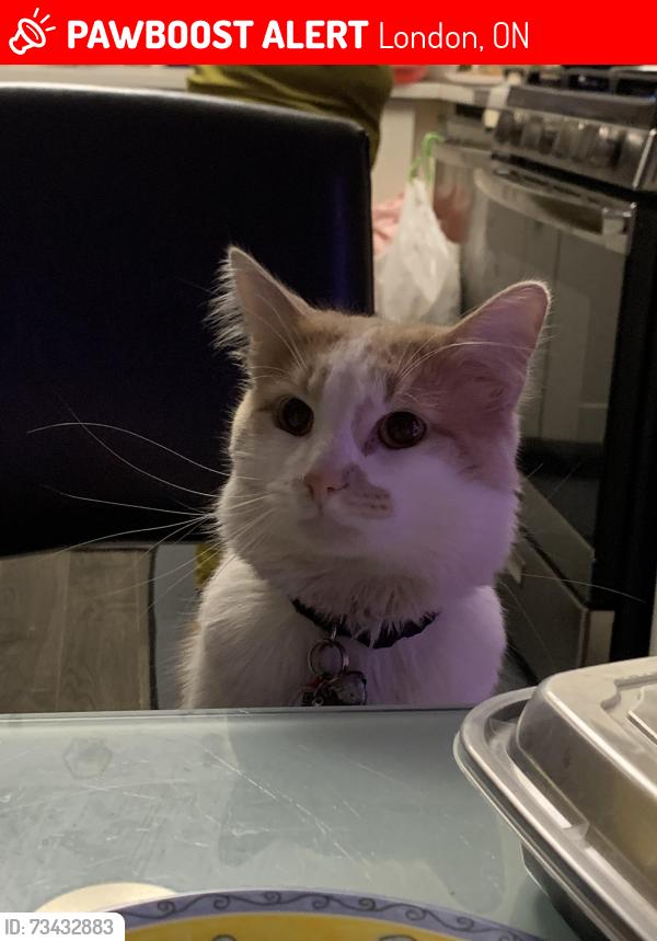 Lost Male Cat last seen manna cuisine, London, ON 