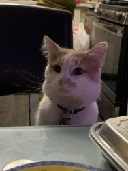 Lost Male Cat last seen manna cuisine, London, ON 