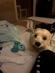 Lost Male Dog last seen Lake Lansing Rd, East Lansing, MI 48823