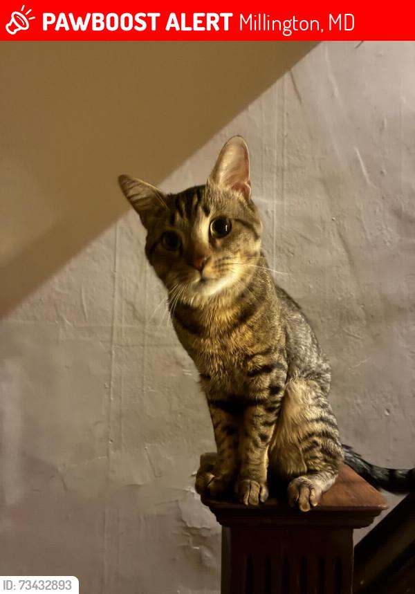 Lost Male Cat last seen Near Cypress st, Millington, MD 21651