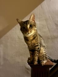 Lost Male Cat last seen Near Cypress st, Millington, MD 21651