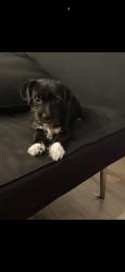Reunited Male Dog last seen Near Iverson St, Oxon Hill, MD 20745, USA, Oxon Hill, MD 20745