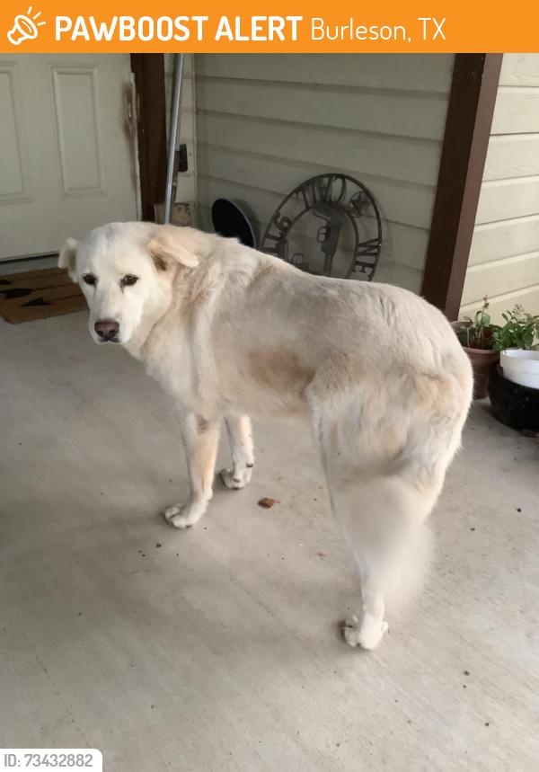 Found/Stray Female Dog last seen County Road 529, Burleson, TX 76028