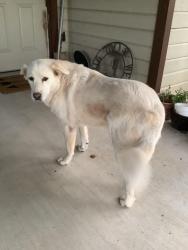 Found/Stray Female Dog last seen County Road 529, Burleson, TX 76028