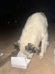 Lost Male Dog last seen Cahuilla & Laguna Seca, Apple Valley, CA 92395
