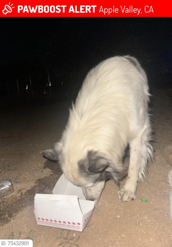 Lost Male Dog last seen Cahuilla & Laguna Seca, Apple Valley, CA 92395