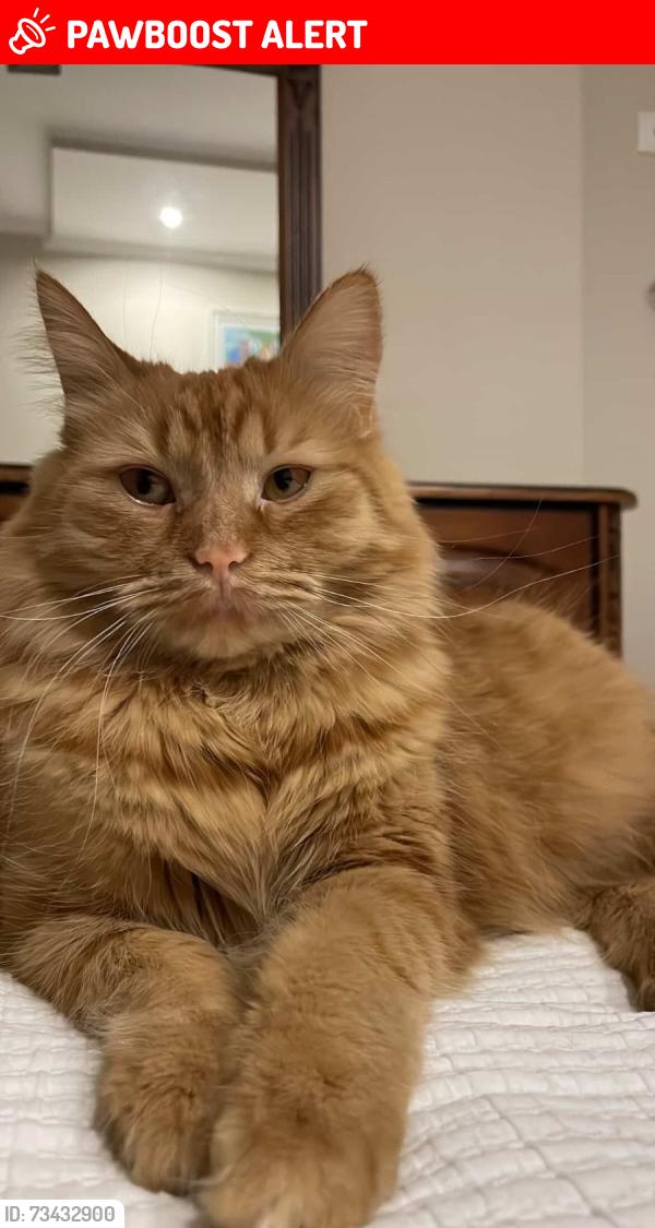 Lost Female Cat last seen Martin way, Greater London, England SM4 4AN