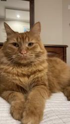 Lost Female Cat last seen Martin way, Greater London, England SM4 4AN
