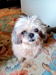 Lost Female Dog last seen Near Mobile park way west Columbia, West Columbia, SC 29170