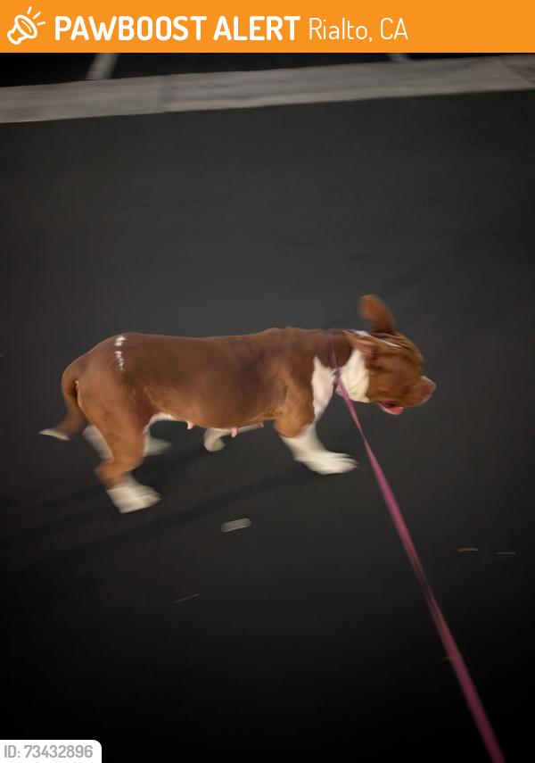 Found/Stray Female Dog last seen W Etiwanda Ave & N Cedar Ave, Rialto, CA 92376