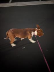 Found/Stray Female Dog last seen W Etiwanda Ave & N Cedar Ave, Rialto, CA 92376