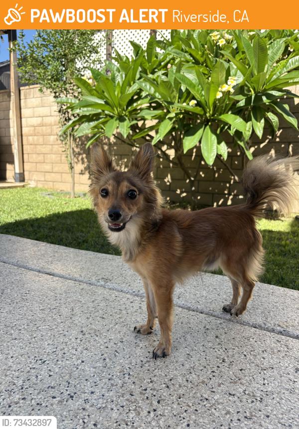 Found/Stray Female Dog last seen La Sierra South, Riverside, CA 92503