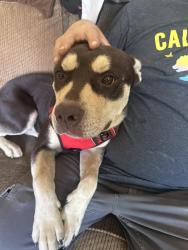 Reunited Male Dog last seen Malaga Way, Rancho Cordova, Rancho Cordova, CA 95670